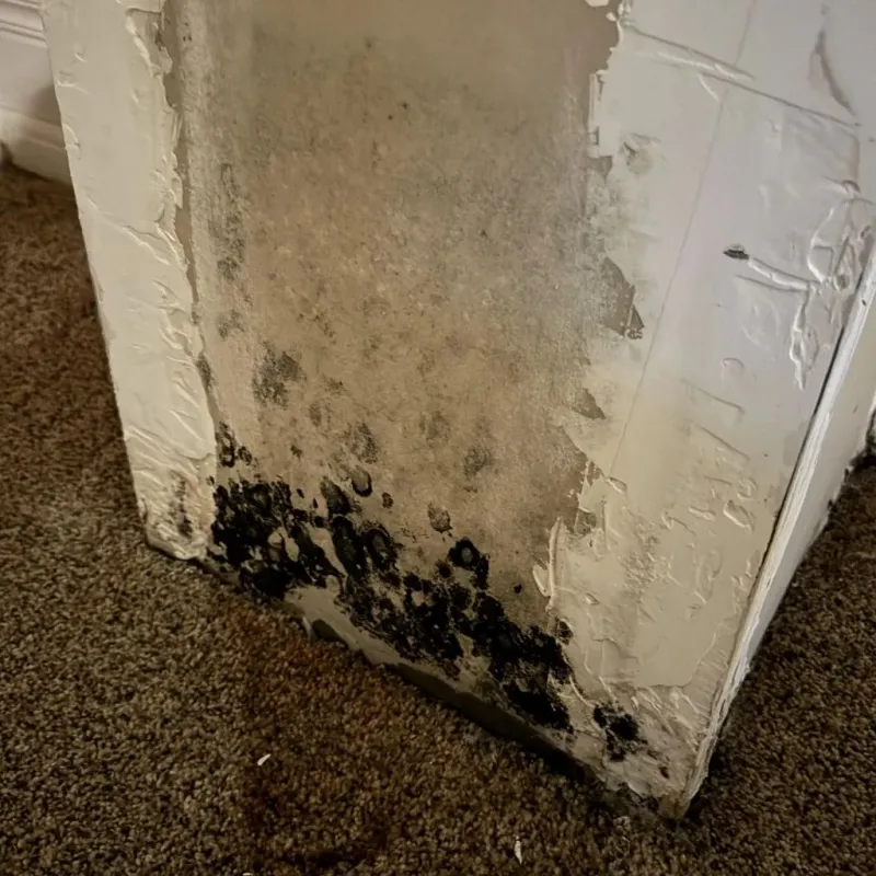 Professional Mold Removal in Advance, NC